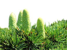 Cedar Fence Installations Vancouver, Richmond, and Lower Mainland, Cedar Decks Surrey, Cedar Arbours Langley, Cedar Retaining Walls Burnaby and more, British Columbia, Canada